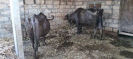 ભેંસો વેચવા ની છે.