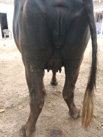 પેલું વેતર