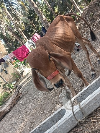 વેચવાની સે