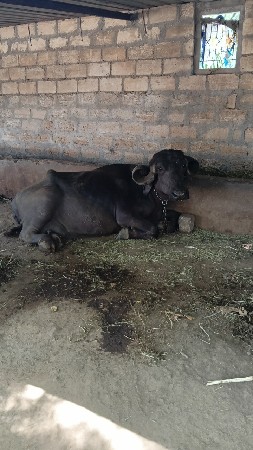 ભેંસ વેચવાની સે