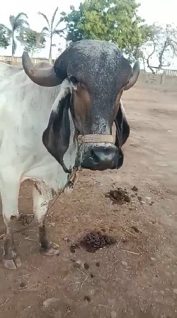 ગીર લીલડી હોડકી વેચવાની છે
