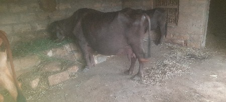 ભેંસ વેચવાની છે