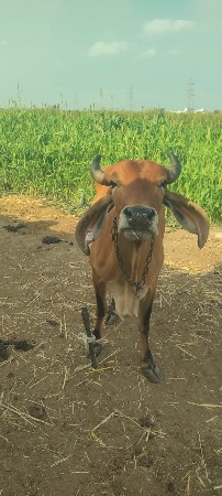 ગાય વેચવાની છે