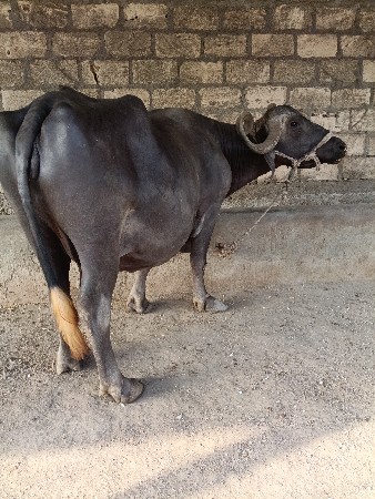 ભેંસ વેચવાની છે