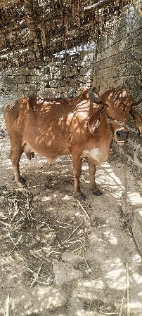 ગીર ગાય વેચવાની છે.
