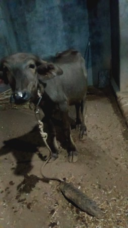 ભેંશ વેચવાની છે પાડી સાથે