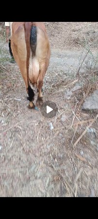 ગાયવેશવાનીછે