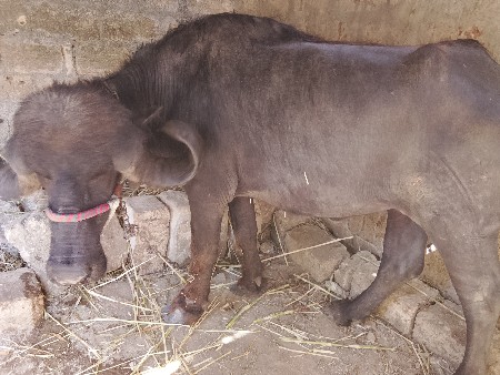 રાઠોડ અમિત