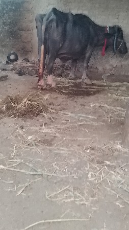 બેભેસ..વેચવાનુસે