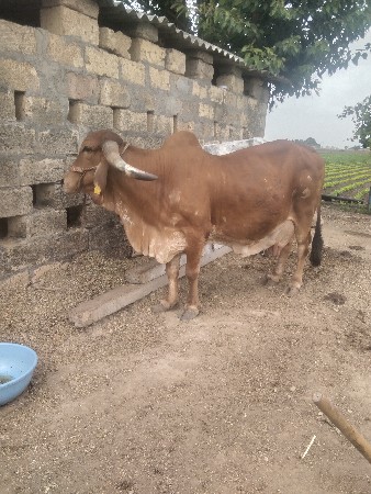 વેચવાની સે