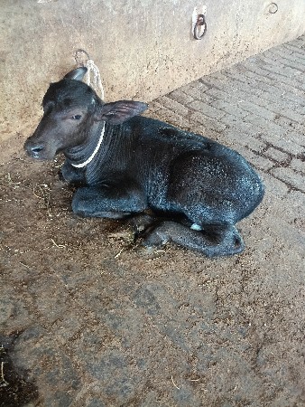 તીજુ વેતર છે
