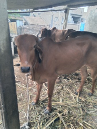 ગાયવેચવાનીછે