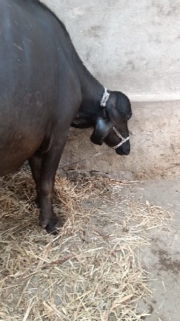 વેશવાની ત્રીજું વેતર