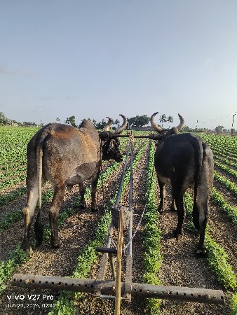 બળધ વેસવાના છે