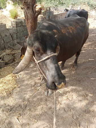 આ ભેંસ વેચવાની છે વેતર ૫