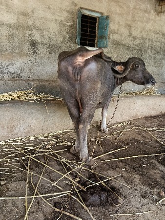 bheh vesvani se