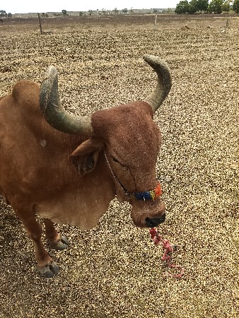 તન ગાય વેચવાની છે