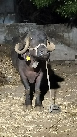 બીજા વેતર ની ખડેલી