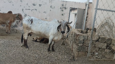 गाय वेशाव छे