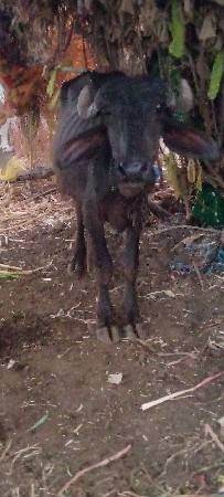 સુરેશભાઈ