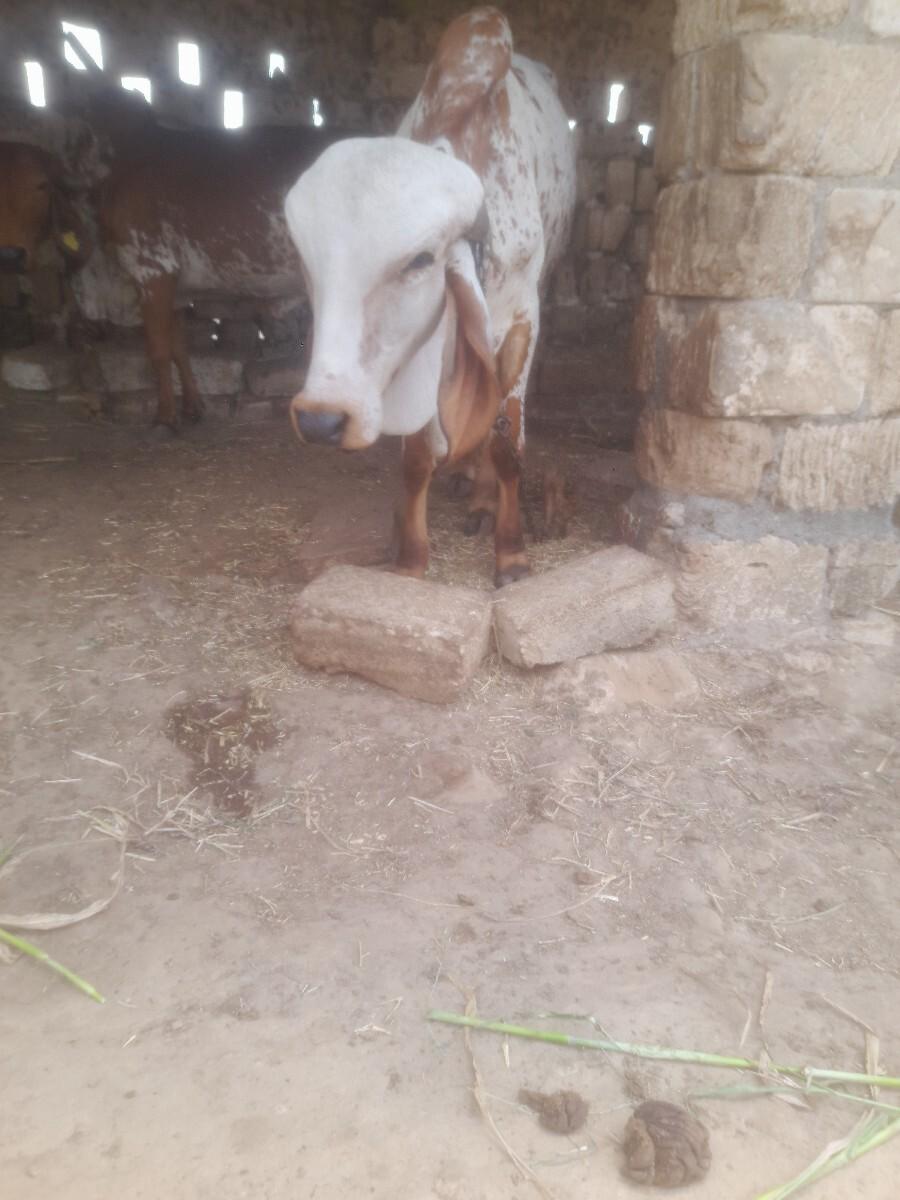વાછડો
