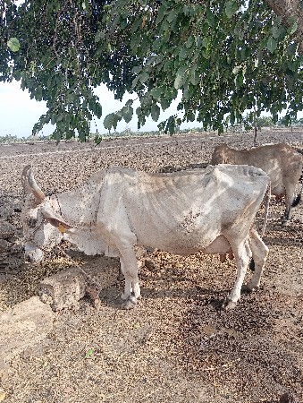 ગાય વેચવાની છે