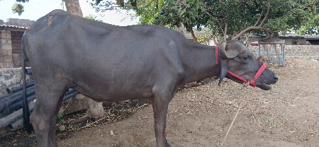 ખડેલી વેચવાની છે