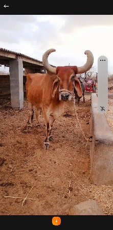 balad vesvana se