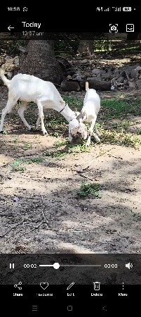 બકરી.   વેચવાની છે