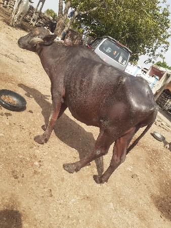 ખડેલી વેચવાની છે