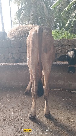 વાછડો પારવા માટે દેવાનો છે