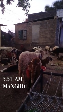 ઘેટાં વેચવા ના છે માંગરોળ મા