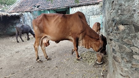 ગાય વેચવાની છે