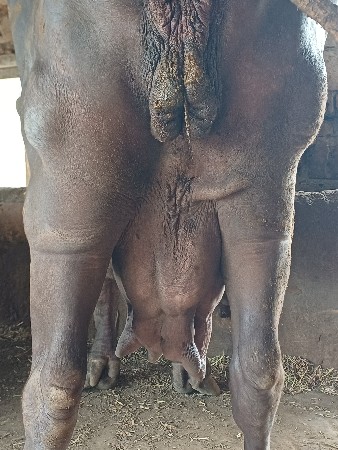સિસોદિયા સાપરાજ ભાઈ નાનુભાઈ