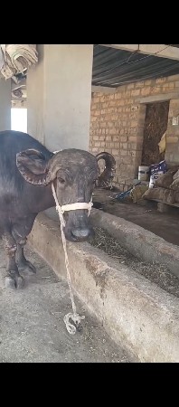 ભેસ સારિ છે