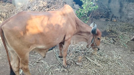 બળદ વેચવાના છે