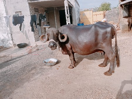 જાફરાબાદી ભેંસ