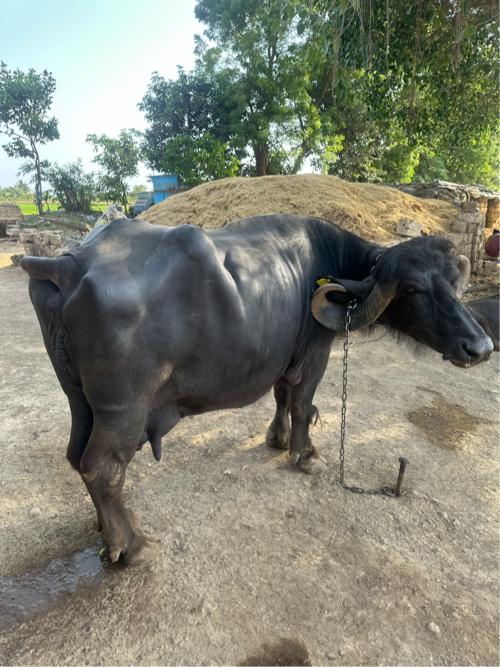 વેચવાની