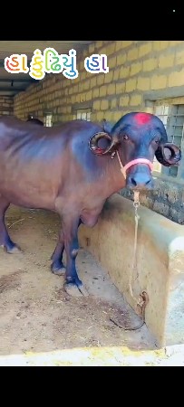 1 vetar