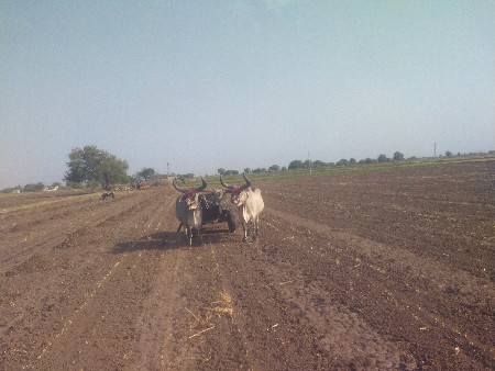 બળદ ત્રીજી ઘર