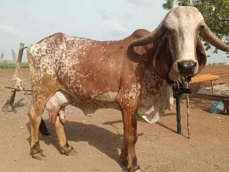 ગાય વેચવાની છે