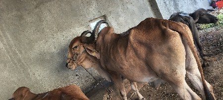 બળદ આપવાનો છે