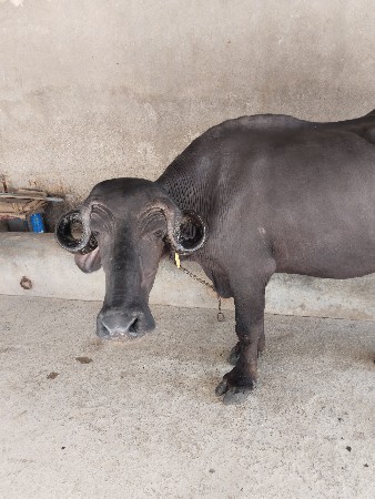 પેલા વેતર ની ખળેલી વેચવાની છે