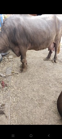 ભેંસ વેચવાની છે