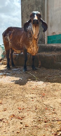 ગીર વાસડી વેસવાની સે