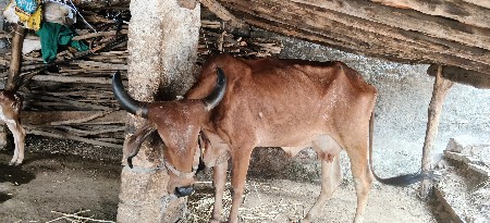 ત્રીજું વેતર ગીર ગાય