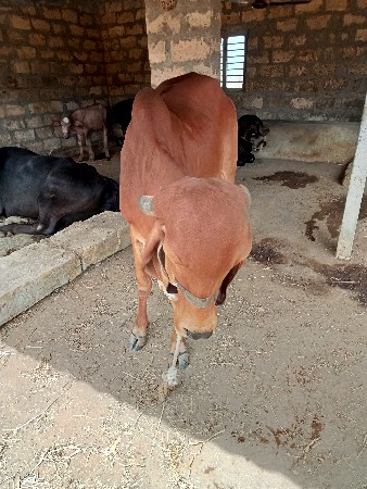 ગાય ના સાટા કરવા છે