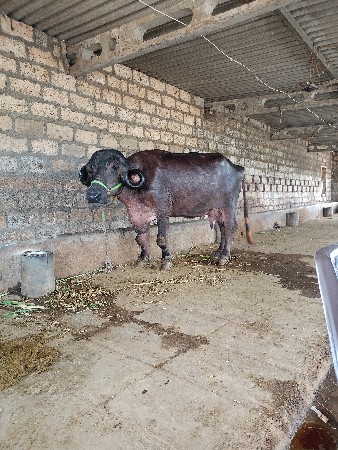 ભેંસ વેચવાની છે