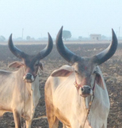 ગોઢલા વેચવાના છે