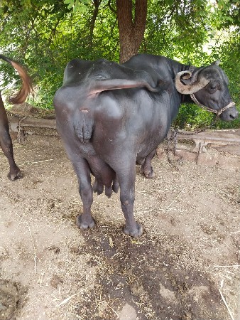 ભેંસ વેચ વાની છે